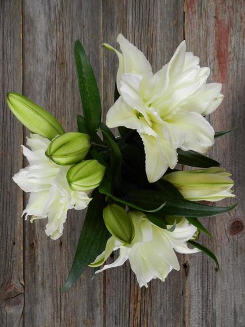 DOUBLE BLOOM ROSE LILY WHITE ORIENTAL LILIES